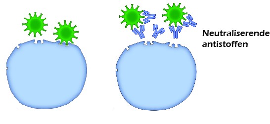 neutralisewrende antistoffen