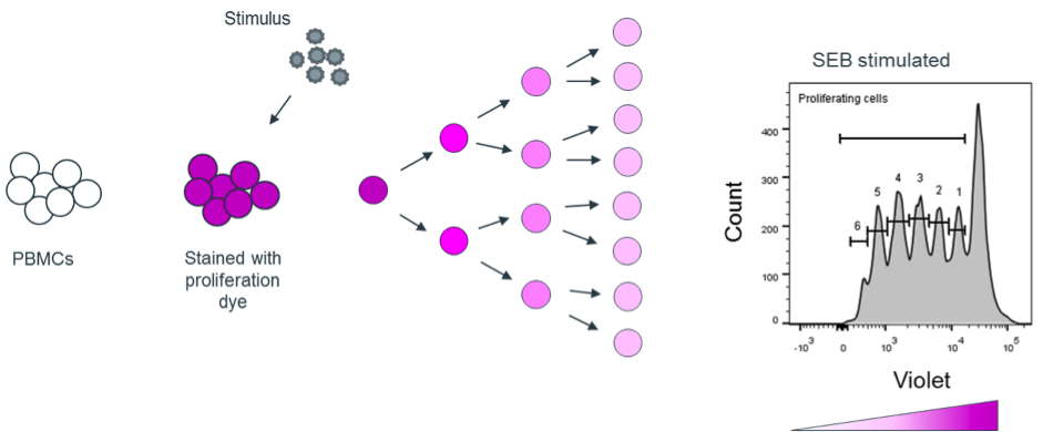 Proliferation assay- flow cytometry