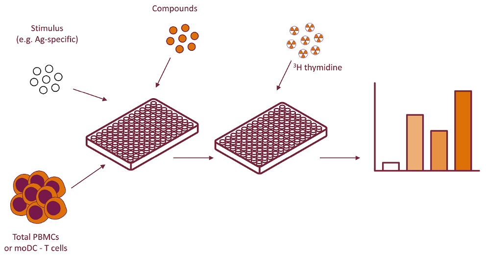 Proliferation assay 3H thymidine incorporation
