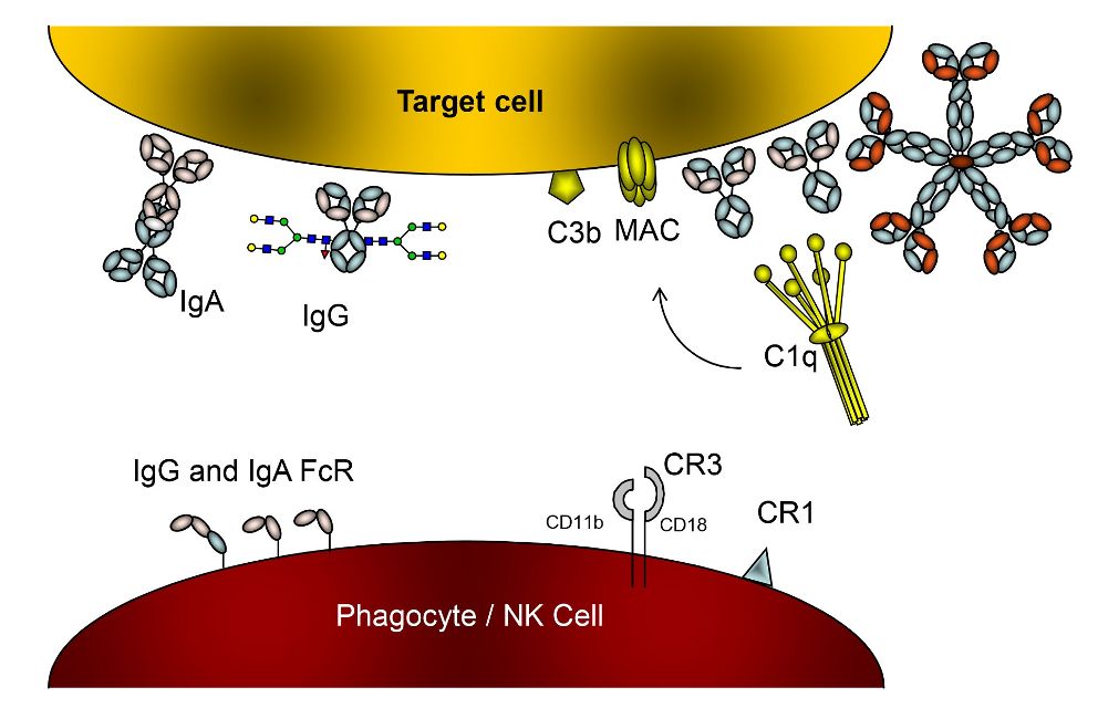 CRP enhances the antibody mediated breakdown of platelets, by Gestur Vidarsson, Sanquin.