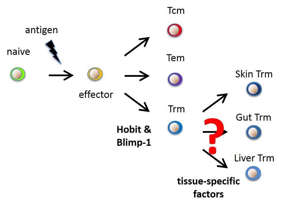 Universal regulation of resident lymphocytes, by Klaas van Gisbergen, Sanquin