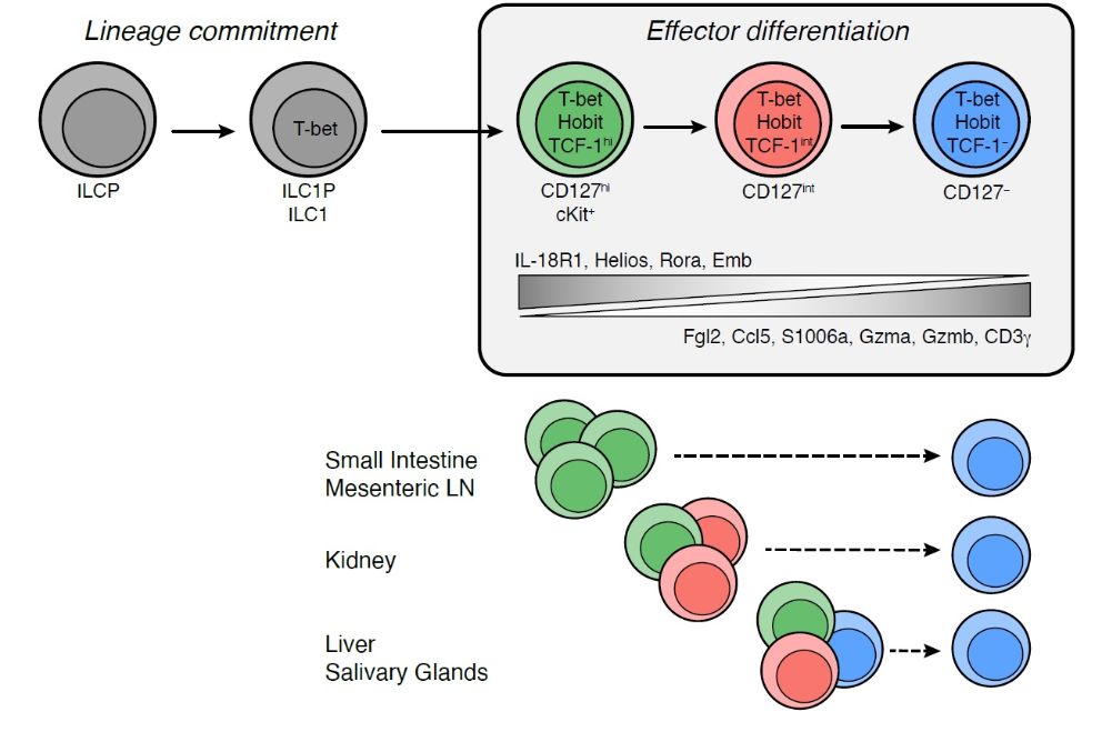 immunity in tissues and organs