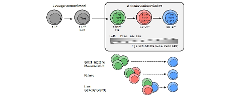 immunity in the tissues